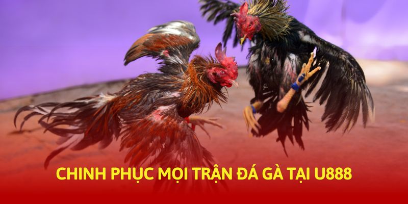 Chinh phục mọi trận đá gà tại U888