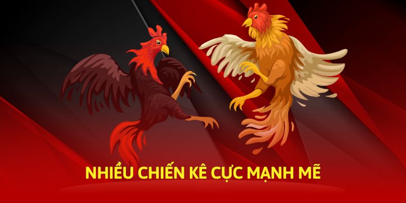 Nhiều chiến kê cực mạnh mẽ